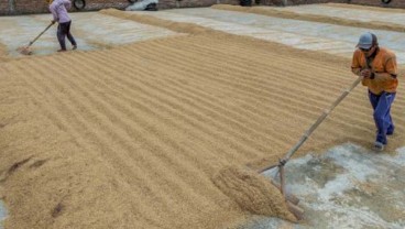 Indonesia Panen Padi, Harga Turun, Petani Rugi Rp40 Miliar, Kata Mentan