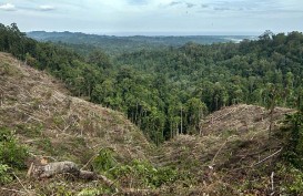 Deforestasi Banyak Terjadi di Kawasan Hutan Produksi