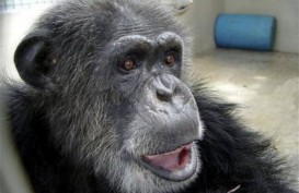 Seorang Ilmuwan Klaim Campuran Manusia-Simpanse Pernah Dilahirkan di Laboratorium