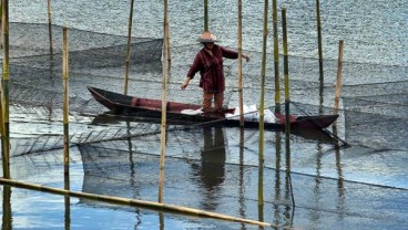 Keramba Jaring Apung Ditertibkan, Produksi Nila Melambat