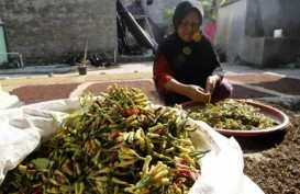 Pasokan Cengkih di Sulawesi Tenggara Menurun Drastis