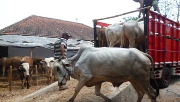 Tingkat Kebuntingan Program Ubsus Siwab di DIY Rendah