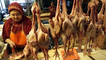 Harga Daging Ayam Ras Mulai Stabil di Padang