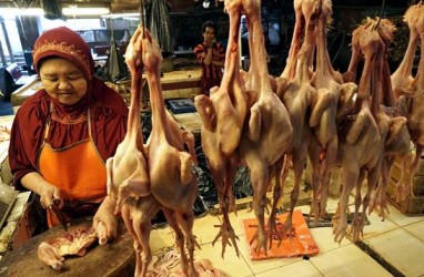 Harga Daging Ayam Ras Mulai Stabil di Padang