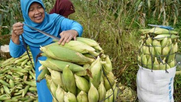 Pemerintah dan KTNA Dorong Stabilitas Harga Jagung