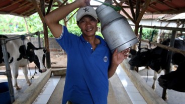 Ini Cara Menangani Susu Sapi Perah Dengan Baik & Benar Ala Frisian Flag