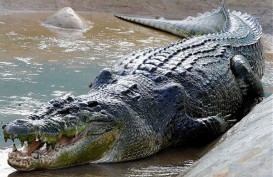 Buaya Muara Seberat 200 kg Dievakuasi dari Rumah Warga di Bogor