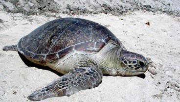 Lindungi Habitat Penyu, WWF Indonesia Pasang Lampu LED