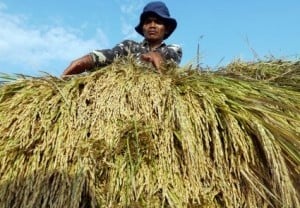 Jember Menjelang Panen Raya Padi, Ada Kekhawatiran Harga Turun