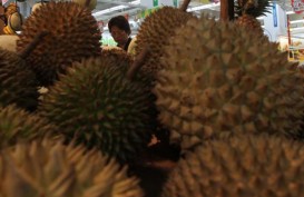 Panen Besar Durian Padang Terasa Hingga Palembang
