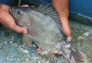 Harga Ikan Bawal Putih Melonjak Menjelang Imlek