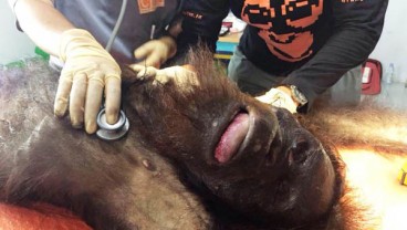 Sadis, Orang Utan ini Mati Diterjang 130 Pelor Senapan Angin