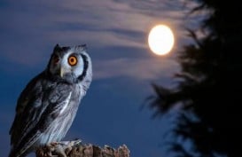 5 Fakta Burung Hantu : Mata Palsu, Tak Semua Berburu di Malam Hari