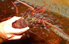 Balai Karantina Ikan Surabaya Intensifkan Penyelundupan Benih Lobster