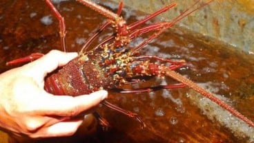 Balai Karantina Ikan Surabaya Intensifkan Penyelundupan Benih Lobster