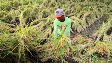 Program Ketahanan Pangan : Asuransi BUMN Dorong Lini Pertanian