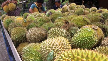 Produktivitas Rendah, Durian Bali Belum Berani Ekspor