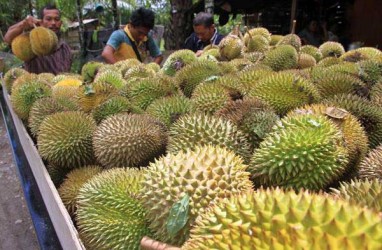 Produktivitas Rendah, Durian Bali Belum Berani Ekspor