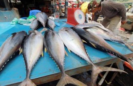 Pasar Ikan Muara Baru Akan Tiru Cara Mengolah Ikan Seperti di Jepang