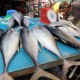 Pasar Ikan Muara Baru Akan Tiru Cara Mengolah Ikan Seperti di Jepang