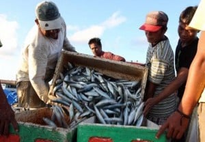 Ketersediaan Ikan di TPI Pekalongan Mencukupi