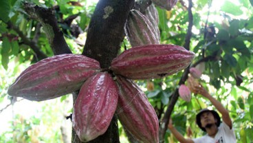 BAHAN BAKU : Produksi Kakao Seret