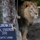 Pemburu Liar di Afsel Diduga Dimakan Singa