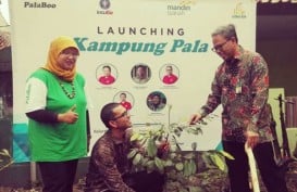 Menghidupkan Kembali Kejayaan Petani Pala di Bogor