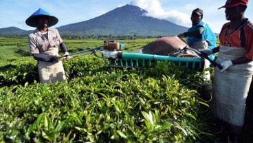 Pemerintah Dorong Perbaikan Kualitas Teh