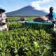 Pemerintah Dorong Perbaikan Kualitas Teh