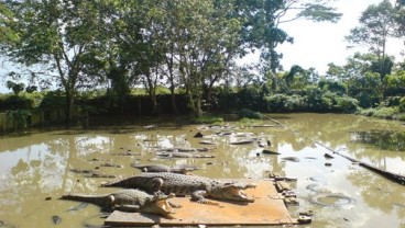 Warga Tangkap Buaya Betina 70 Tahun Seberat 600 Kg