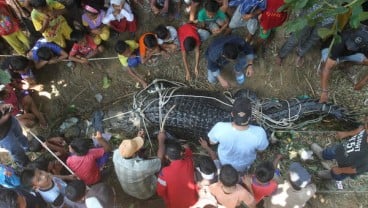 Buaya Berbobot 600 Kg Sepanjang 4,8 Meter Jadi Tontontan Warga