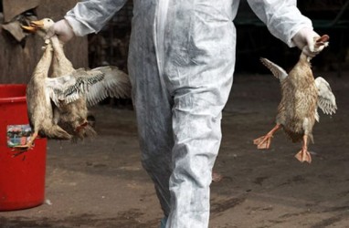 China Laporkan Kasus Flu Burung H7N4 Pertama di Manusia