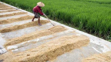 Satelit Badan Informasi Geospasial Akan Pantau Sawah di 4 Wilayah Ini