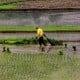 Didukung APBN, Kalimantan Timur Pacu Produksi Sawah