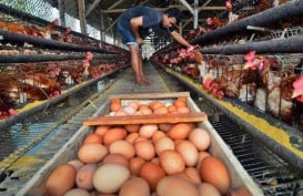 Cuaca Buruk,  Harga Telur Ayam Meroket