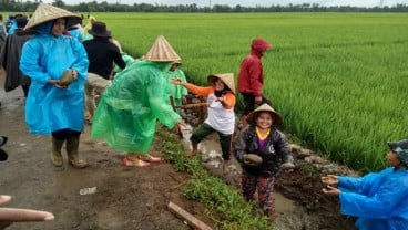 Cerita Nurbaya dan Padat Karya Tunai di Panyakalang