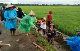 Cerita Nurbaya dan Padat Karya Tunai di Panyakalang