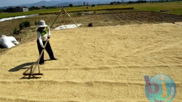 Serap Gabah di Jabar Relatif Kecil