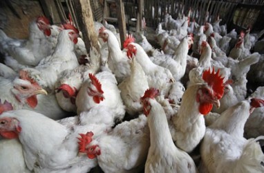 Patok Harga Ayam di Bawah Acuan, GOPAN: Tindak Tegas Peternak Besar