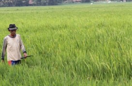 Industri Agro Butuh Integrasi Jasa dan Sektor Pertanian