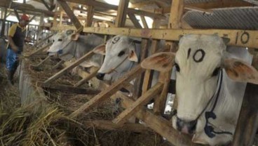 Kementan Dorong Pembibitan Sapi Potong di Luwu Utara