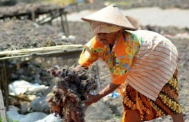 Delisting Rumput Laut: KKP Pastikan Budi Daya Berlangsung Alami
