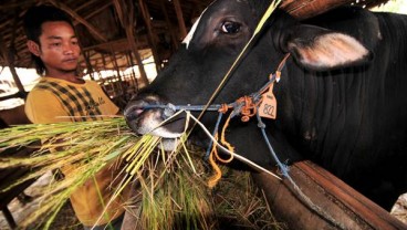 Perluasan Lahan Hijauan Pakan Ternak, Kementan Identifikasi Potensi 193.769 Ha