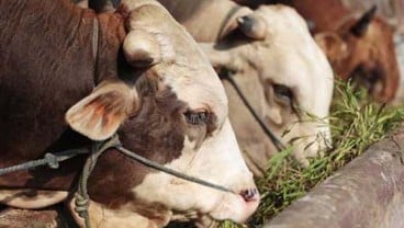 Pemerintah Impor 15.000 Ekor Sapi Indukan Tahun Ini