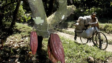 Kenapa Kakao Sudah Tidak Seksi di Mata Petani Jabar?