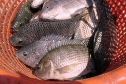 Teknologi Ini Mampu Tingkatkan Produktivitas Ikan Air Tawar