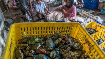 Ekspor Kepiting Bakau di Jateng Alami Peningkatan