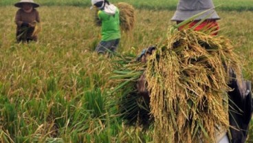 Panen Raya di Cianjur, Harga Beras Turun