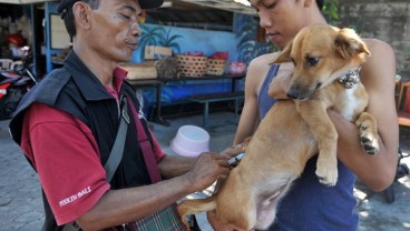 Kendalikan Populasi Anjing, Denpasar Tawarkan Vaksinasi Gratis